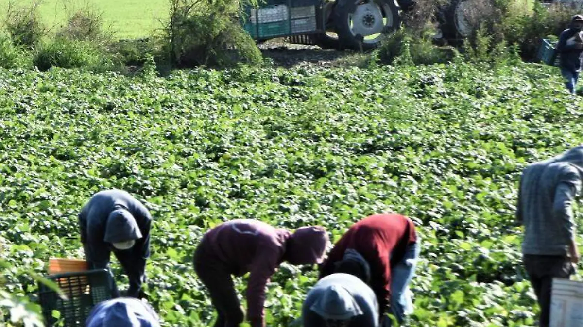 JORNALEROS COMIENZA A LABORAR (1)